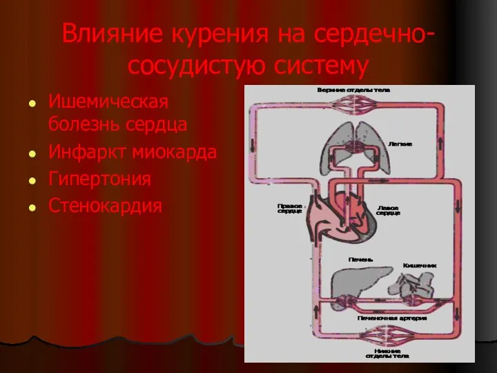 Влияние курения на сердечно-сосудистую систему Ишемическая болезнь сердца Инфаркт миокарда Гипертония Стенокардия