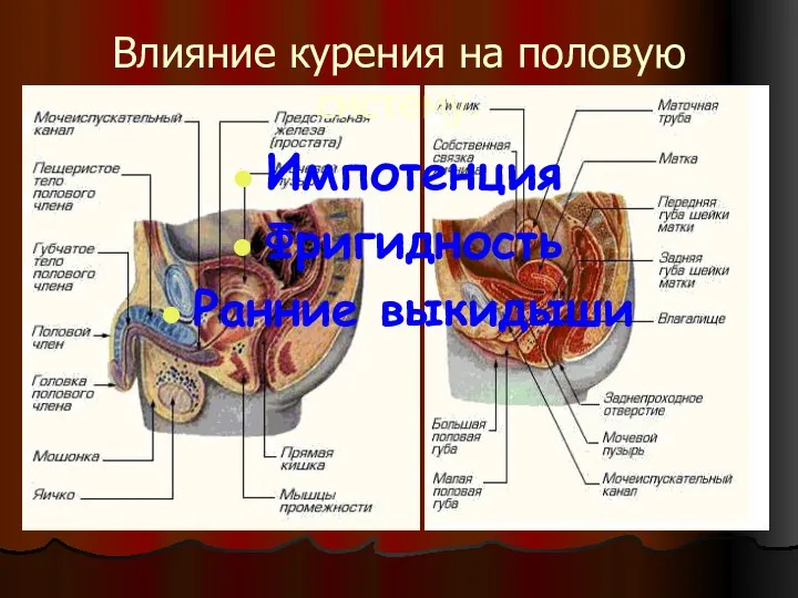 Влияние курения на половую систему. Импотенция Фригидность Ранние выкидыши