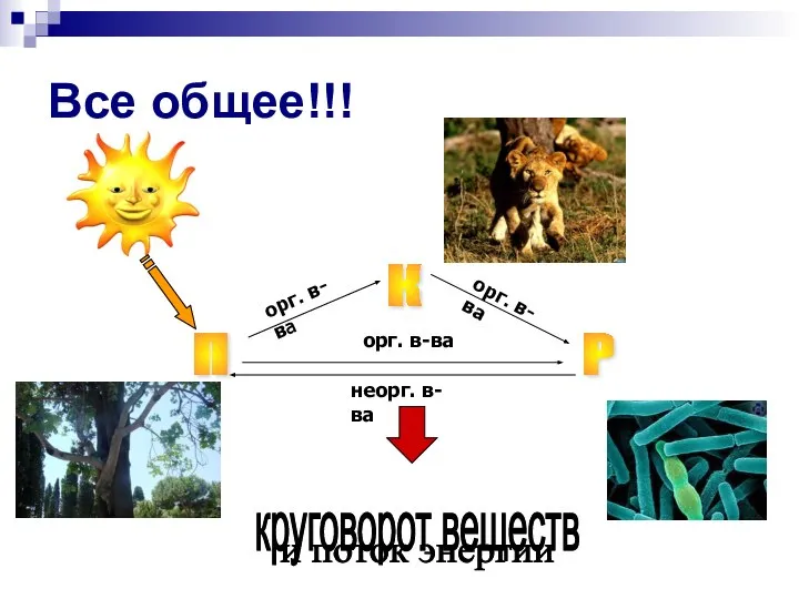 Все общее!!! орг. в-ва орг. в-ва орг. в-ва неорг. в-ва П