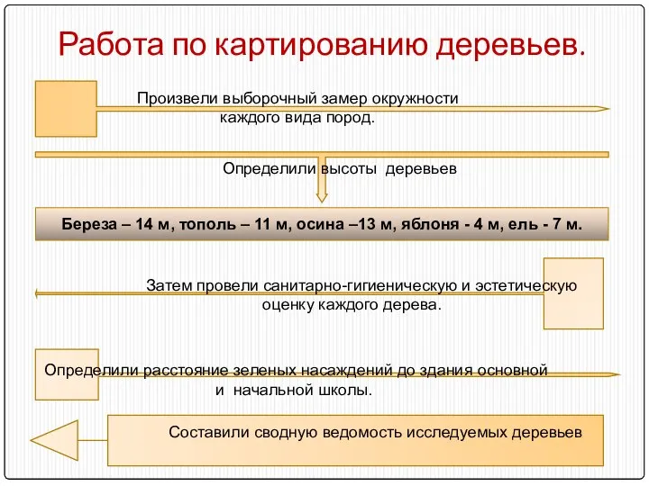 Работа по картированию деревьев. Произвели выборочный замер окружности каждого вида пород.