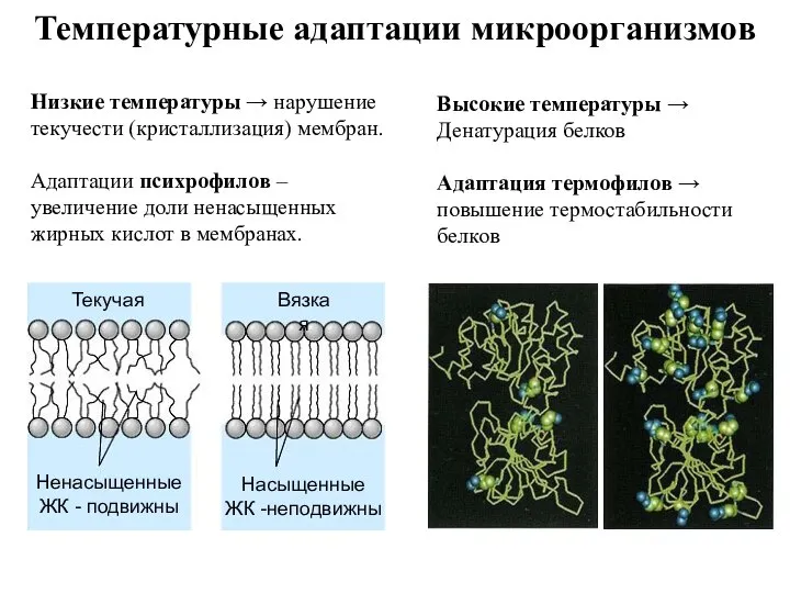 Температурные адаптации микроорганизмов Низкие температуры → нарушение текучести (кристаллизация) мембран. Адаптации