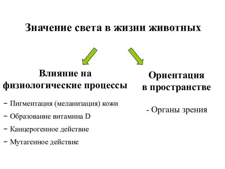 Значение света в жизни животных Влияние на физиологические процессы Ориентация в