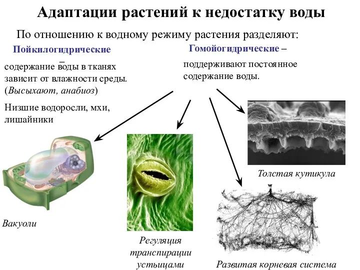 Адаптации растений к недостатку воды Пойкилогидрические – Гомойогидрические – содержание воды