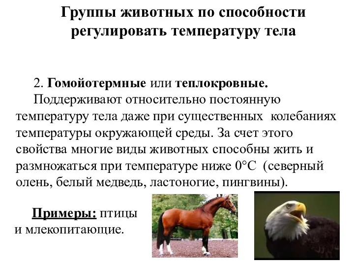 2. Гомойотермные или теплокровные. Поддерживают относительно постоянную температуру тела даже при