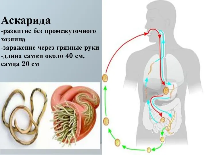 Аскарида -развитие без промежуточного хозяина -заражение через грязные руки -длина самки