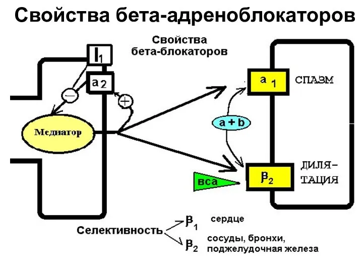 Свойства бета-адреноблокаторов