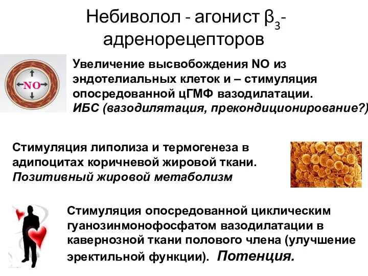 Небиволол - агонист β3-адренорецепторов Увеличение высвобождения NO из эндотелиальных клеток и