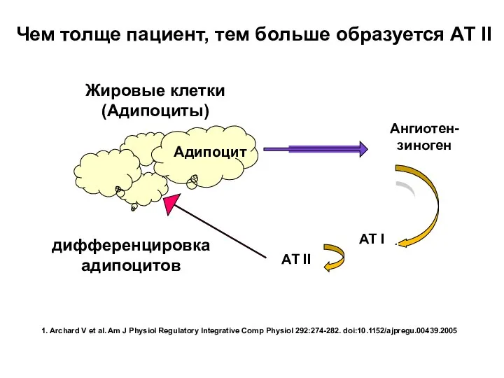 Чем толще пациент, тем больше образуется АТ II 1. Archard V