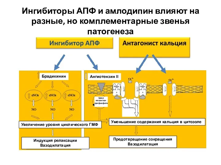 Ингибиторы АПФ и амлодипин влияют на разные, но комплементарные звенья патогенеза