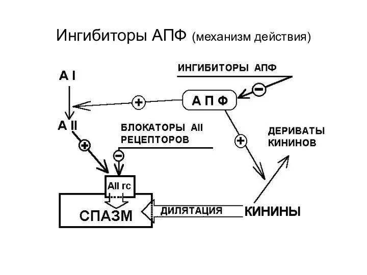 Ингибиторы АПФ (механизм действия)