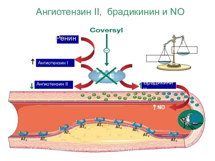 Ангиотензин II, брадикинин и NO Morishita T, Tsutsui M, Shimokawa H,