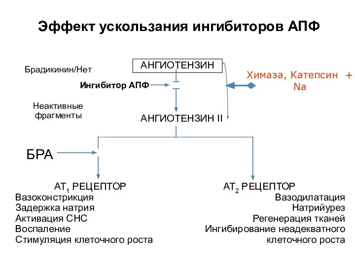 Брадикинин/Нет Неактивные фрагменты АНГИОТЕНЗИН АНГИОТЕНЗИН II БРА AT1 РЕЦЕПТОР Вазоконстрикция Задержка