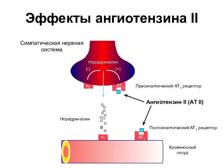 α2 Кровеносный сосуд Симпатическая нервная система Эффекты ангиотензина II AT1 AT1