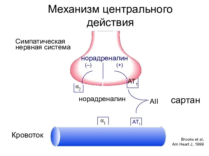 Механизм центрального действия Симпатическая нервная система Кровоток α1 α2 AT1 AT1