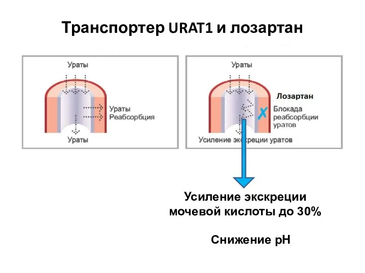 Транспортер URAT1 и лозартан Усиление экскреции мочевой кислоты до 30% Снижение рН