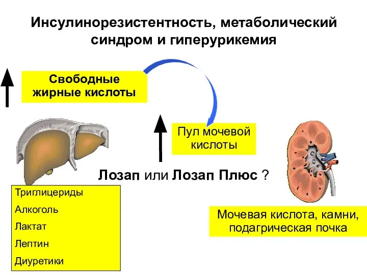 Свободные жирные кислоты Пул мочевой кислоты Триглицериды Алкоголь Лактат Лептин Диуретики