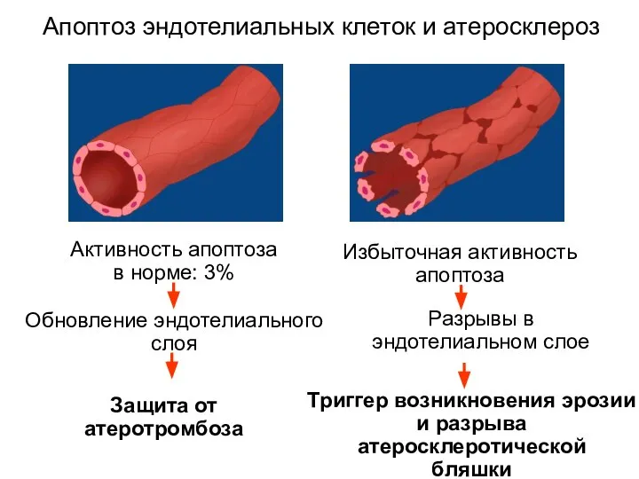 Апоптоз эндотелиальных клеток и атеросклероз Активность апоптоза в норме: 3% Обновление