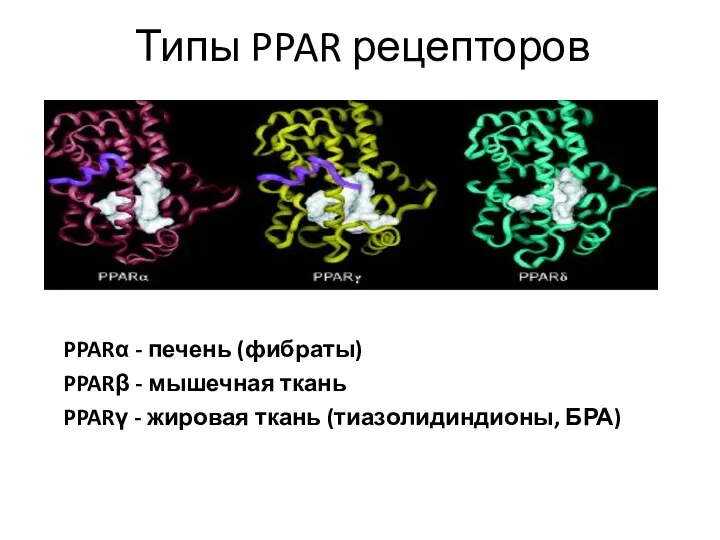 Типы PPAR рецепторов PPARα - печень (фибраты) PPARβ - мышечная ткань