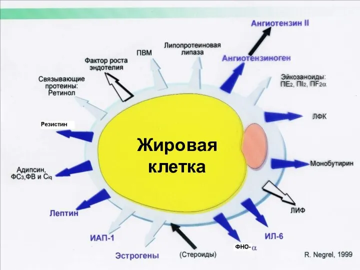 Жировая клетка