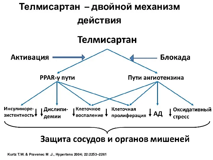 Телмисартан – двойной механизм действия Kurtz T.W. & Pravenec M .J., Hypertens 2004; 22:2253–2261