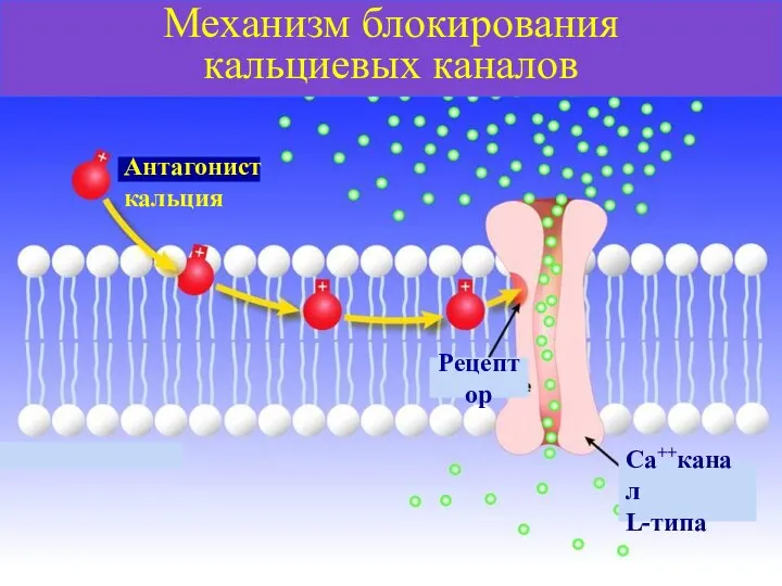 Са++канал L-типа Рецептор Антагонист кальция Механизм блокирования кальциевых каналов