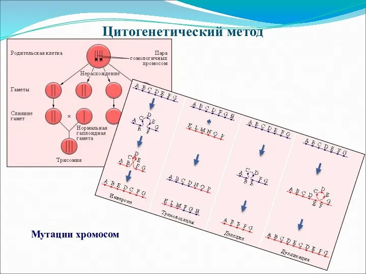 Цитогенетический метод Мутации хромосом