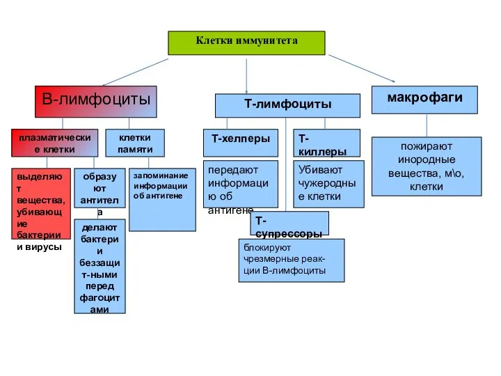 Клетки иммунитета В-лимфоциты Т-лимфоциты макрофаги пожирают инородные вещества, м\о, клетки Т-хелперы