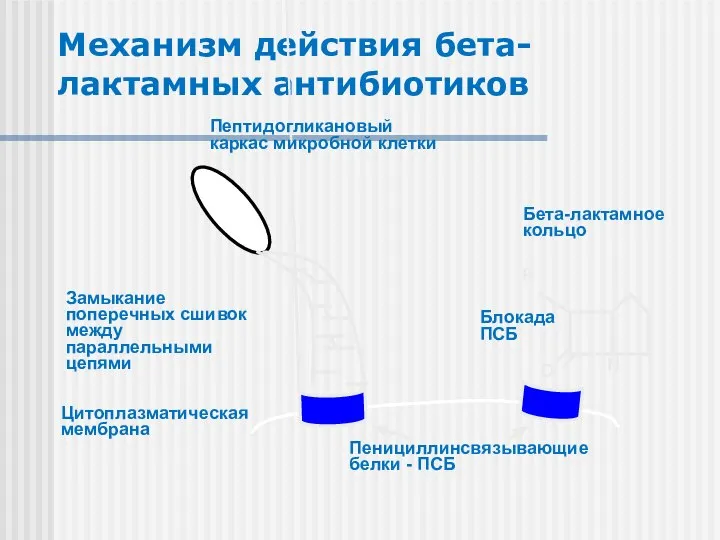 Механизм действия бета-лактамных антибиотиков O N R Цитоплазматическая мембрана Пенициллинсвязывающие белки