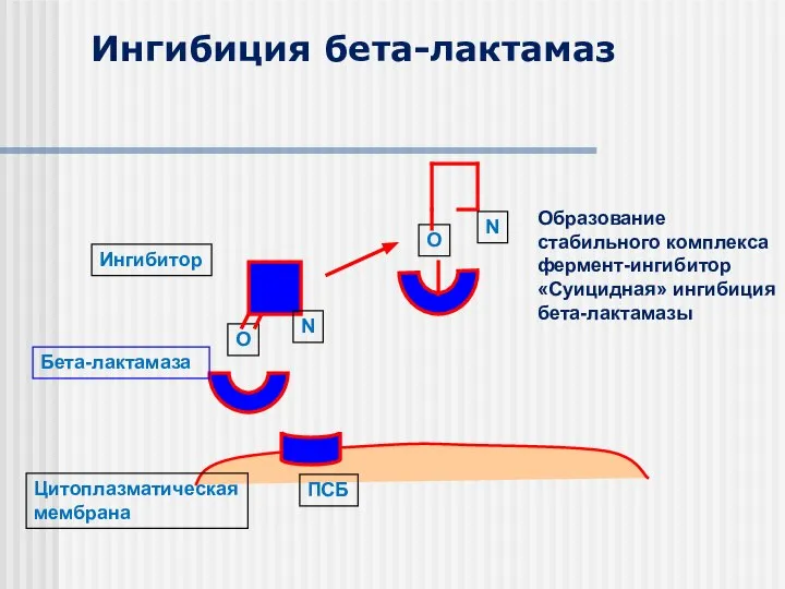 Цитоплазматическая мембрана ПСБ Бета-лактамаза O Ингибитор О N N Ингибиция бета-лактамаз