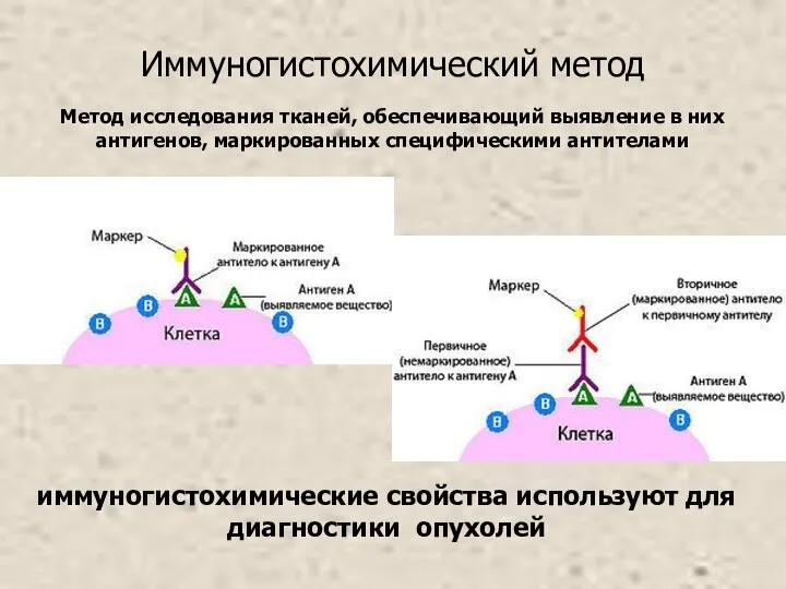 Иммуногистохимический метод иммуногистохимические свойства используют для диагностики опухолей Метод исследования тканей,