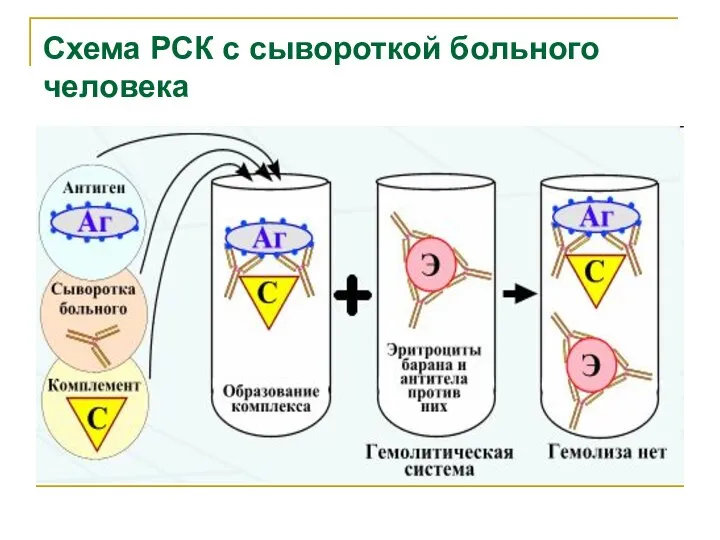 Схема РСК с сывороткой больного человека