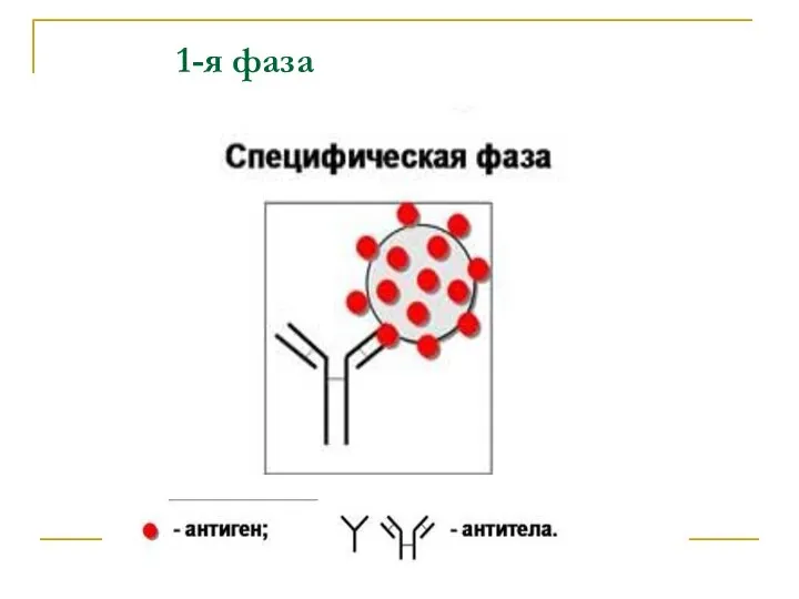 1-я фаза