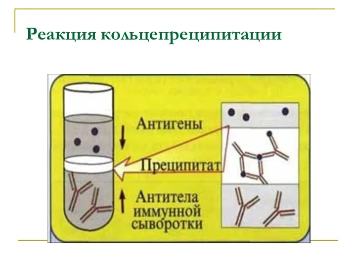 Реакция кольцепреципитации