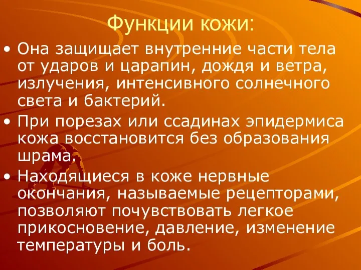 Функции кожи: Она защищает внутренние части тела от ударов и царапин,