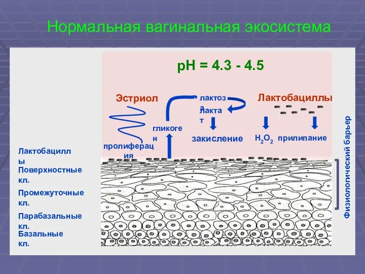 Нормальная вагинальная экосистема Лактобациллы Поверхностные кл. Промежуточные кл. Парабазальные кл. Базальные