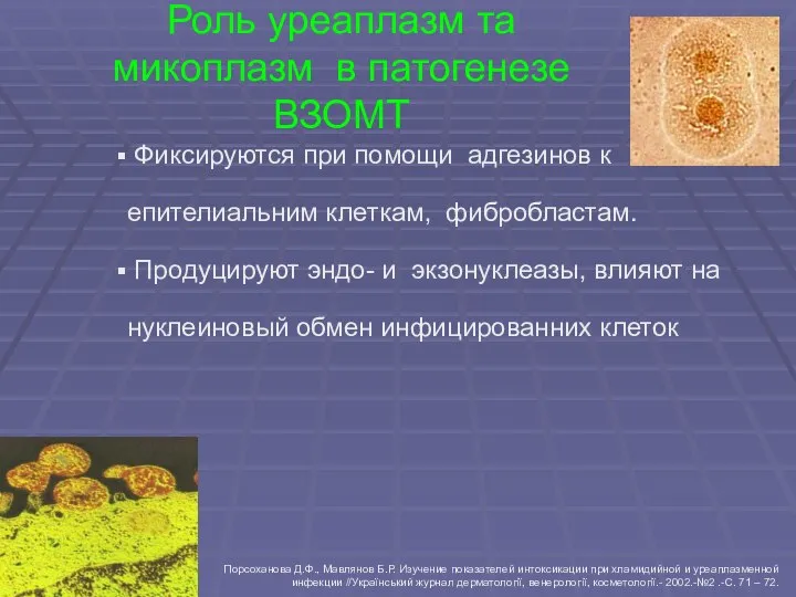 Роль уреаплазм та микоплазм в патогенезе ВЗОМТ Фиксируются при помощи адгезинов