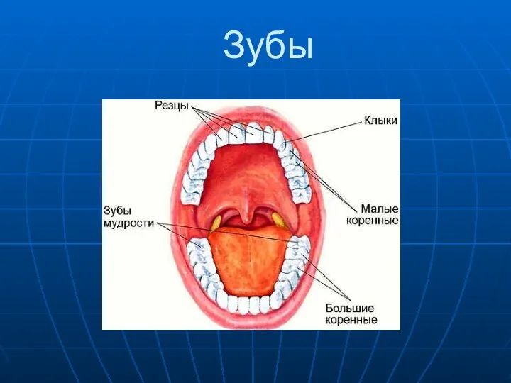 Зубы