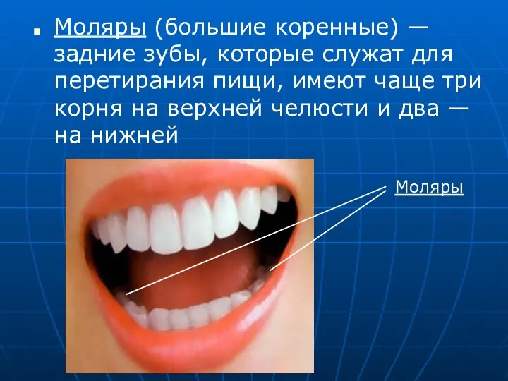Моляры (большие коренные) — задние зубы, которые служат для перетирания пищи,