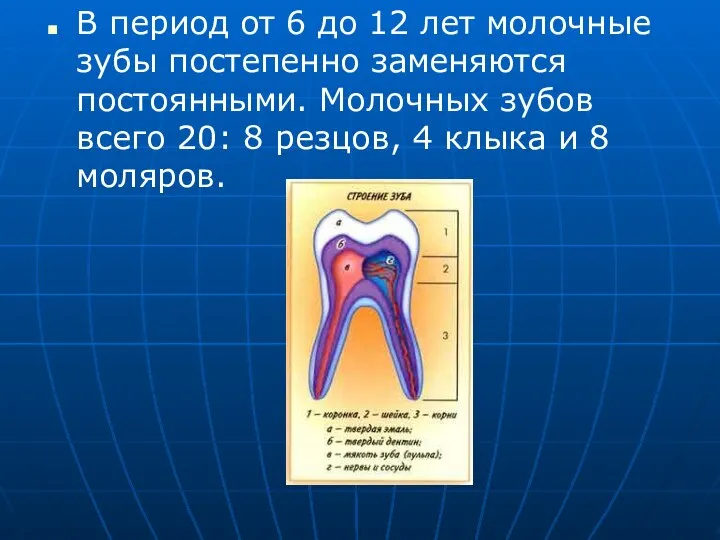 В период от 6 до 12 лет молочные зубы постепенно заменяются