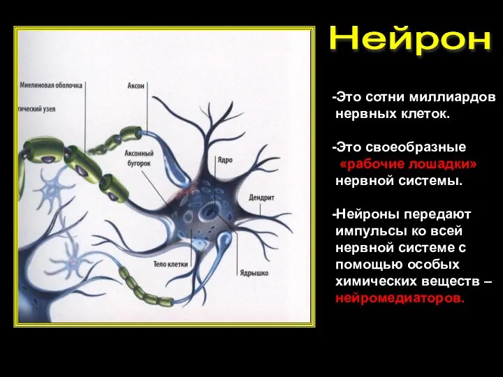 Нейрон -Это сотни миллиардов нервных клеток. -Это своеобразные «рабочие лошадки» нервной