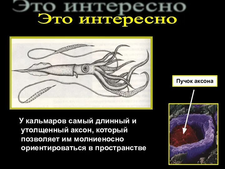 Это интересно У кальмаров самый длинный и утолщенный аксон, который позволяет