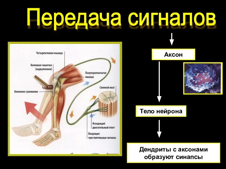 Передача сигналов Аксон Тело нейрона Дендриты с аксонами образуют синапсы