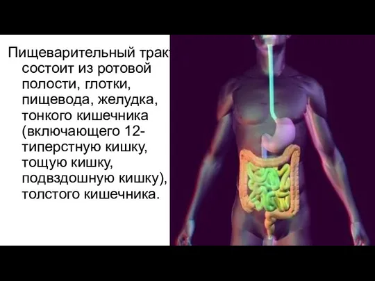 Пищеварительный тракт состоит из ротовой полости, глотки, пищевода, желудка, тонкого кишечника