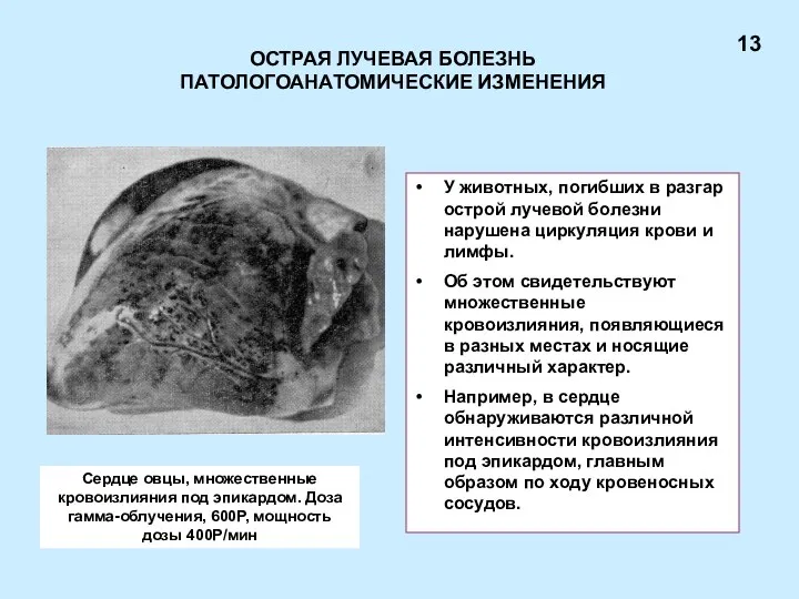 ОСТРАЯ ЛУЧЕВАЯ БОЛЕЗНЬ ПАТОЛОГОАНАТОМИЧЕСКИЕ ИЗМЕНЕНИЯ У животных, погибших в разгар острой