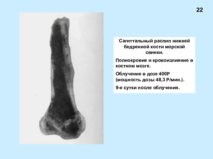 Сагиттальный распил нижней бедренной кости морской свинки. Полнокровие и кровоизлияние в