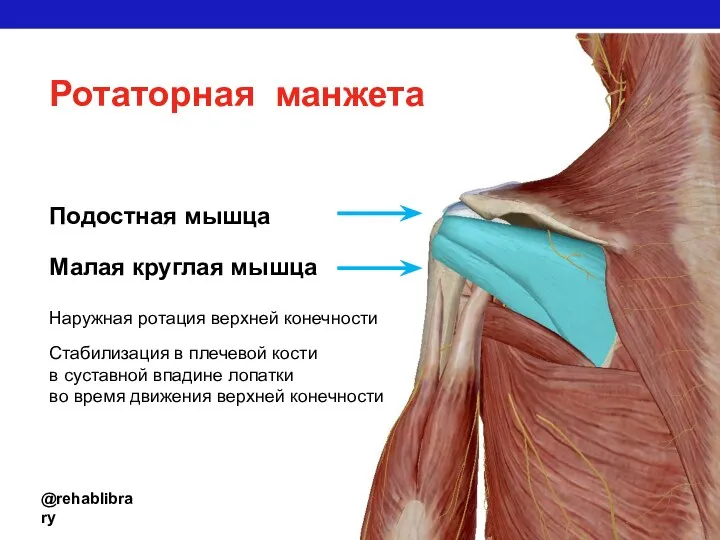 @rehablibrary Ротаторная манжета Подостная мышца Стабилизация в плечевой кости в суставной