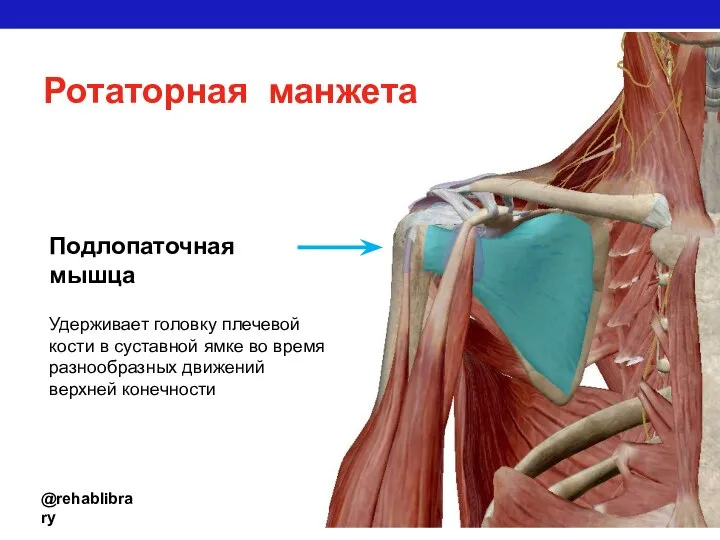 Ротаторная манжета @rehablibrary Подлопаточная мышца Удерживает головку плечевой кости в суставной
