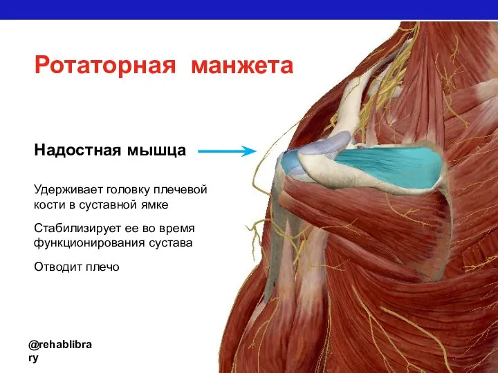 @rehablibrary Ротаторная манжета Надостная мышца Удерживает головку плечевой кости в суставной