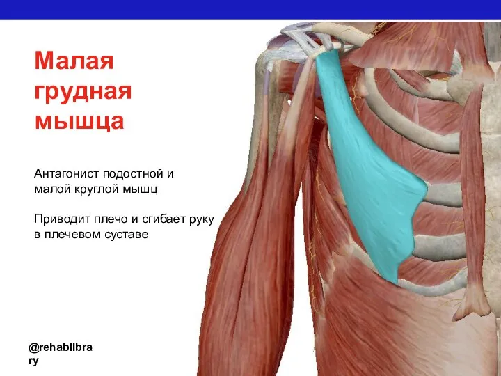 @rehablibrary Малая грудная мышца Антагонист подостной и малой круглой мышц Приводит