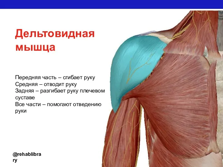 @rehablibrary Дельтовидная мышца Передняя часть – сгибает руку Средняя – отводит